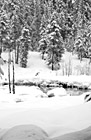 Black & White Winter Trees & Snow in Wilderness preview