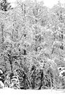 Black & White Snow Covered Trees preview