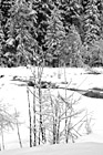 Black & White Snowy Wilderness preview