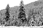Black & White Snow Covering Lots of Trees preview