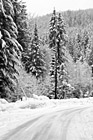 Black & White Winter Trees Along Road preview