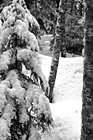 Black & White Winter Snow Forest preview