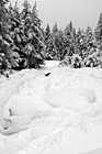 Black & White Snowy Ground Leading to Trees preview