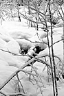 Black & White Snowy Winter Wilderness preview