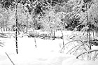 Black & White Snowy Winter Trees in Wilderness preview
