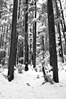 Black & White Rows of Winter Trees preview