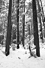 Black & White Rows of Winter Trees preview