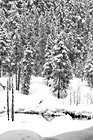 Black & White Snow Trees at Longmire preview