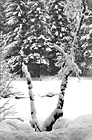Black & White Snowy Tree Limb preview
