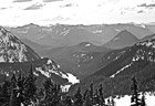 Black & White Evergreen Trees & Snowy Hills preview