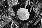 Black & White Looking Down at a Poppy Flower preview