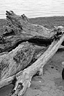 Black & White Drift Wood on Beach preview