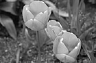 Black & White Orange Tulips preview