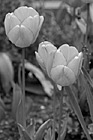 Black & White Orange & Red Tinted Tulips preview