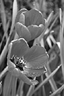 Black & White Red Tulip Flowers preview