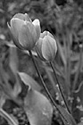 Black & White Pink Tulips preview