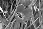 Black & White Red Tulip up Close preview