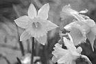 Black & White Yellow Daffodil Flowers preview