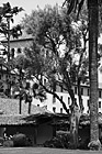 Black & White Nobili Hall Behind Trees at Santa Clara University preview