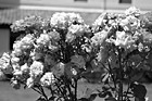 Black & White Assorted Pink Flowers preview