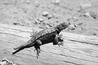 Black & White Brush Lizard preview