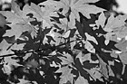 Black & White Looking Up at Leaves preview