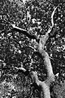 Black & White Interesting Tree Branches preview