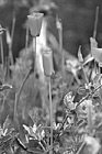Black & White California Poppy Flowers preview