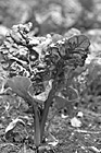 Black & White Swiss Chard Lettuce preview