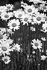 Black & White Daisy Flowers preview