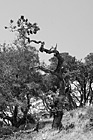 Black & White Interesting Tree preview