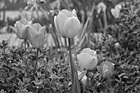 Black & White Tulips Art preview