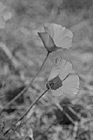 Black & White Orange Poppy Flowers preview