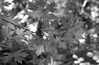 Black & White Green Maple Leaves preview