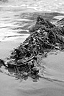 Black & White Seaweed on Beach preview
