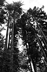 Black & White Tall Trees preview