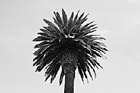 Black & White Palm Tree preview
