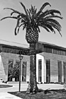 Black & White Palm Tree on Santa Clara Campus preview