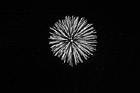 Black & White Red Fireworks preview