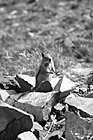 Black & White Standing Squirrel preview