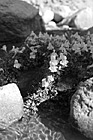 Black & White Flowers & Rocks preview