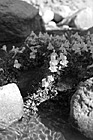 Black & White Flowers & Rocks preview