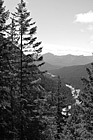 Black & White Evergreen Trees & Hills preview