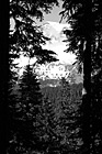 Black & White Looking at Mt. Rainier Through Trees preview