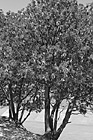 Black & White Madrone Trees preview