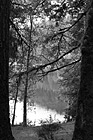 Black & White Lake Cresent Through Trees preview