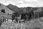 Black & White Olympic Mountains Fields & Wildflowers preview