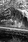 Black & White Hoh Rain Forest Bridge preview