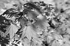Black & White Red Fall Leaves preview