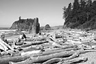 Black & White Logs & People on Ruby Beach preview